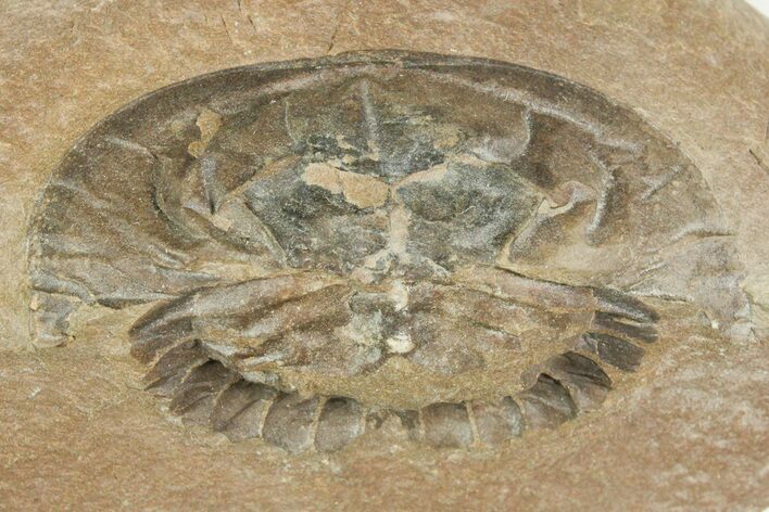 Rare, Carboniferous Horseshoe Crab (Euproops) - England #231956